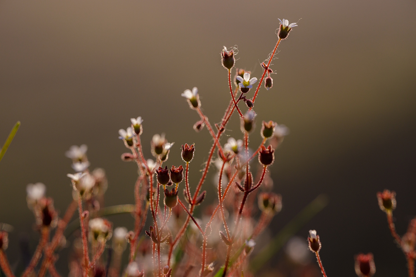 Image of Saxifraga adscendens specimen.