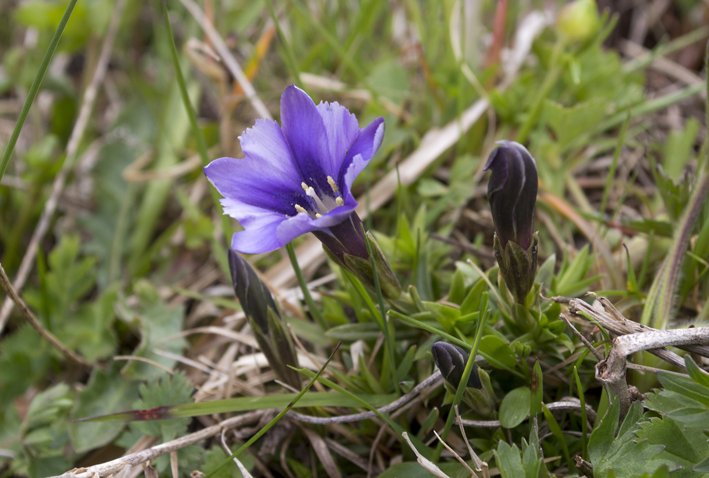 Изображение особи Gentiana dshimilensis.