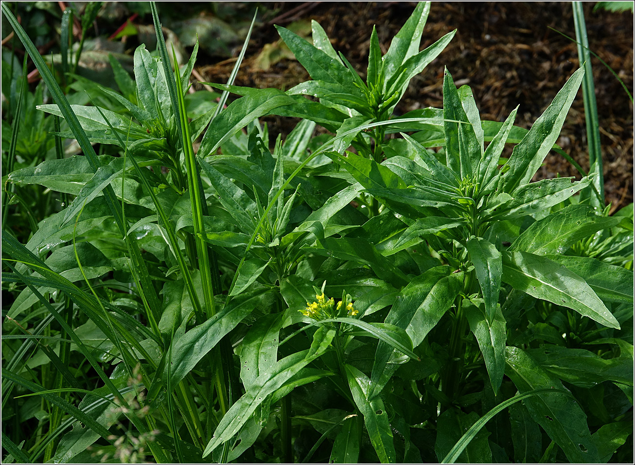 Image of Erysimum cheiranthoides specimen.