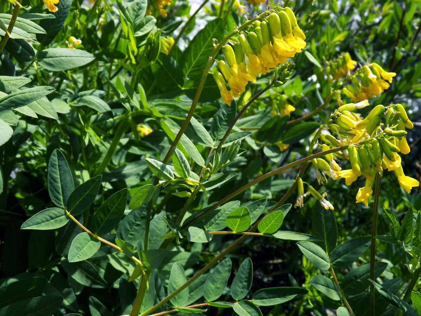 Image of Astragalus tecti-mundi specimen.