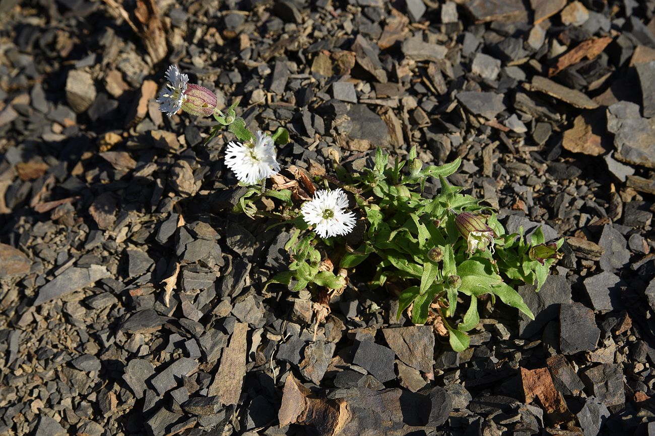 Image of Oberna lacera specimen.