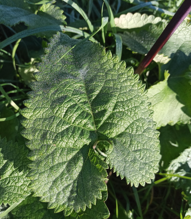 Image of Phlomoides tuberosa specimen.