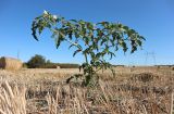 Datura stramonium