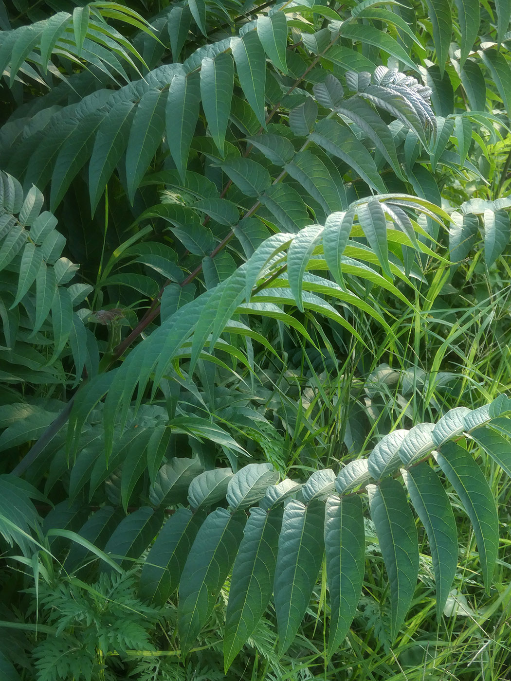 Изображение особи Ailanthus altissima.