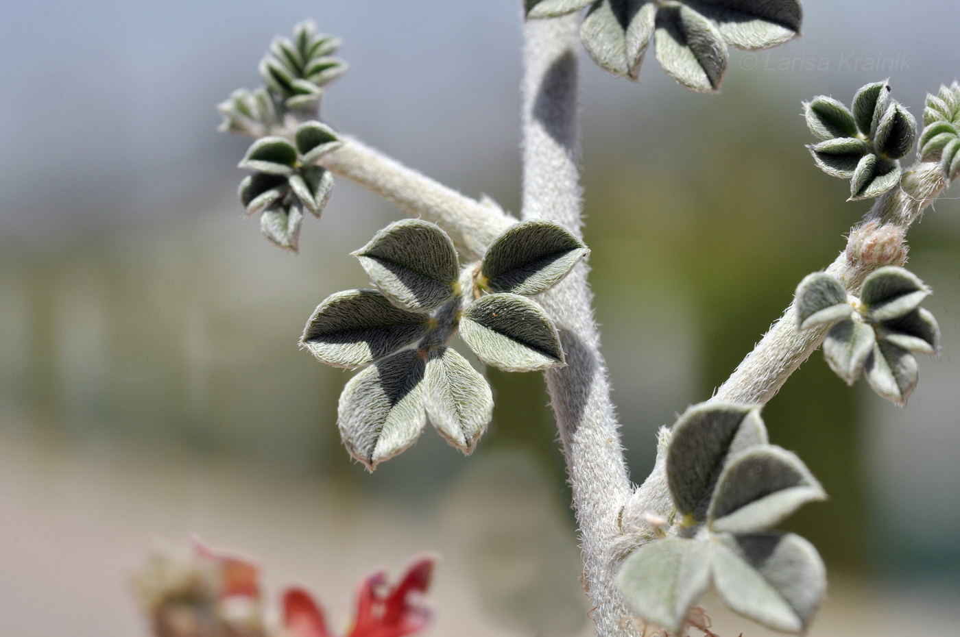 Изображение особи Indigofera heterotricha.