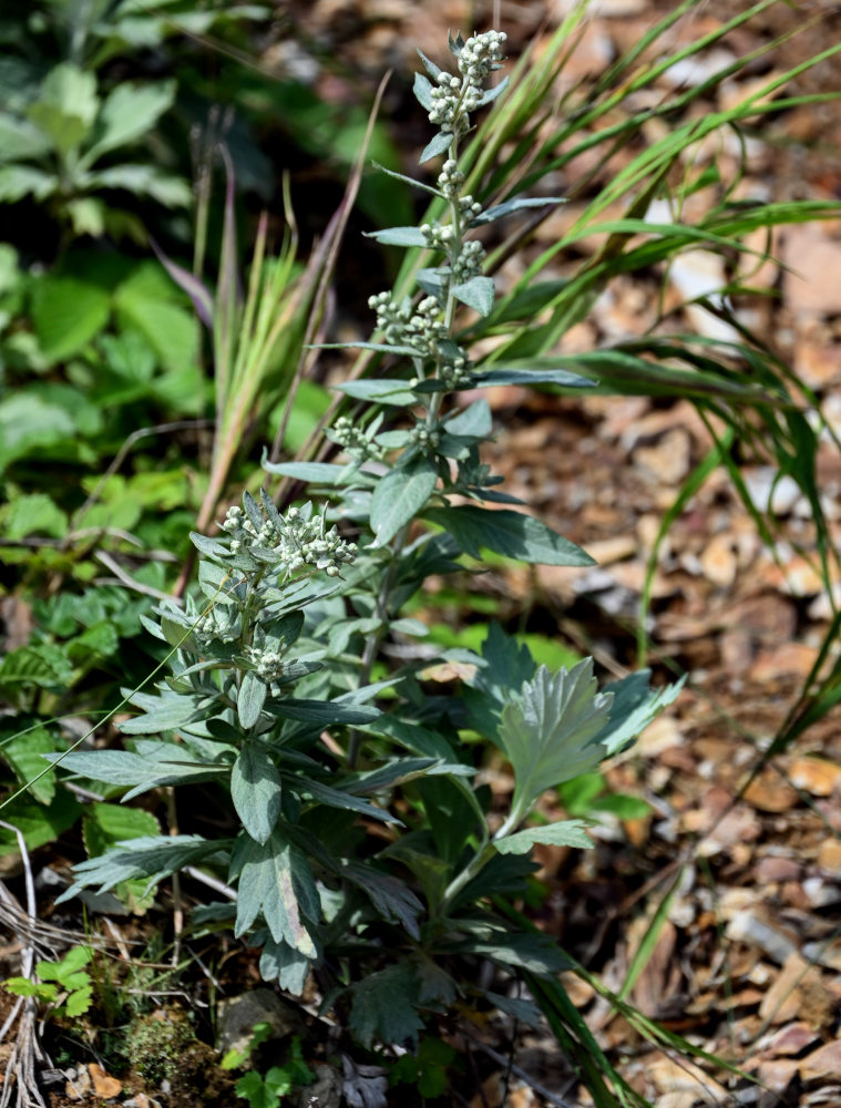 Image of Artemisia koidzumii specimen.