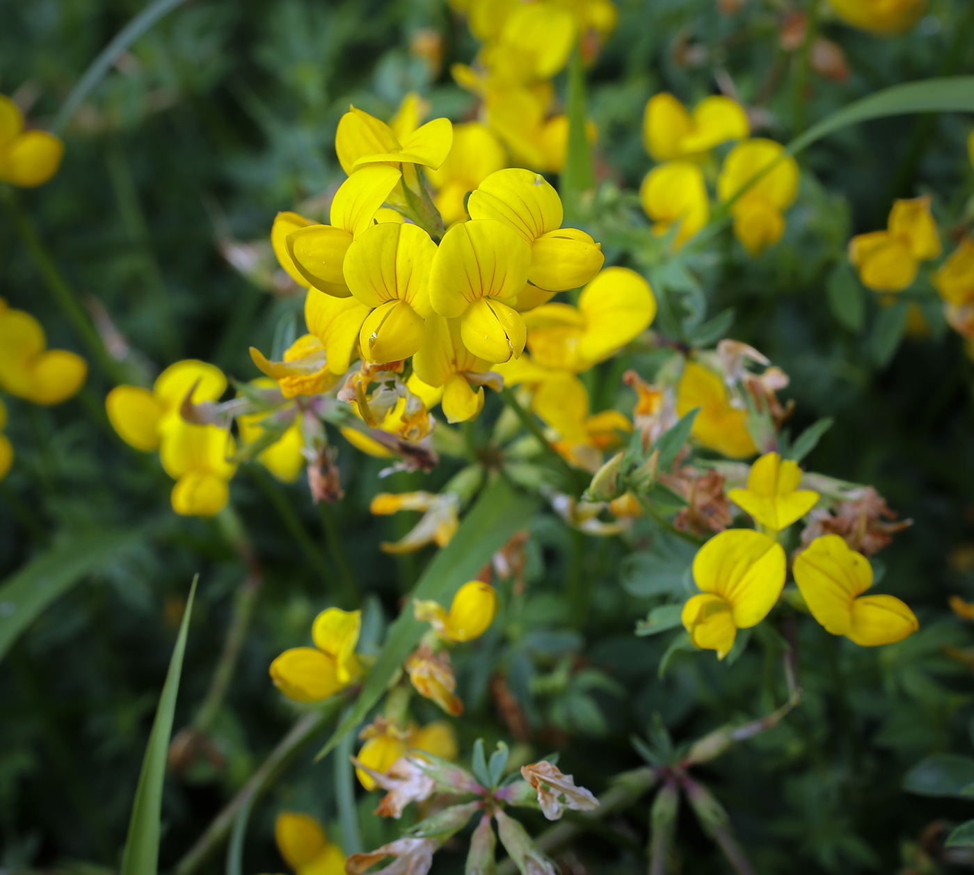 Image of genus Lotus specimen.