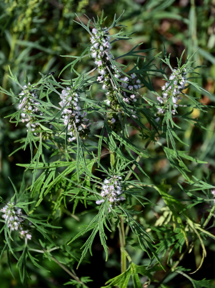 Image of Leonurus glaucescens specimen.