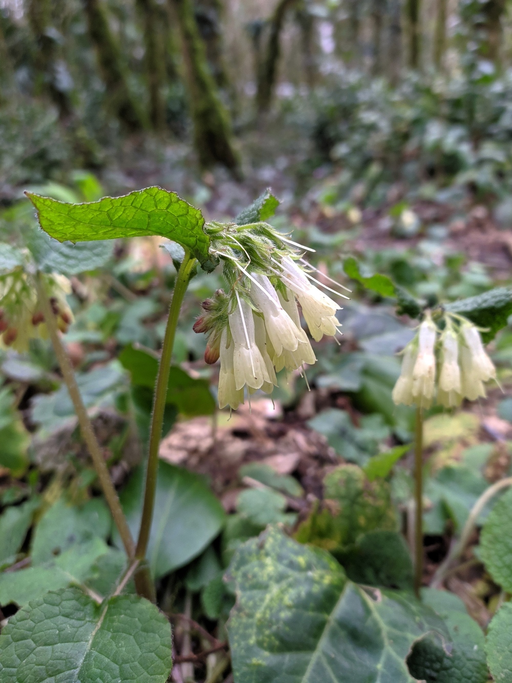 Изображение особи Symphytum grandiflorum.