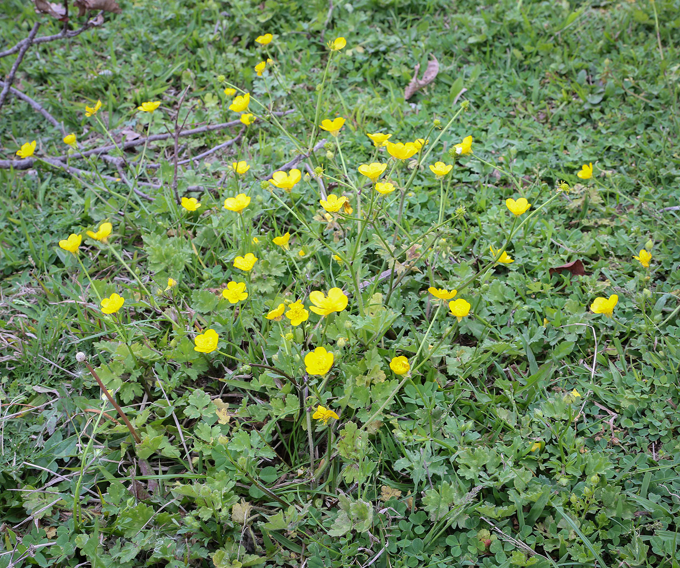 Image of Ranunculus aleae specimen.