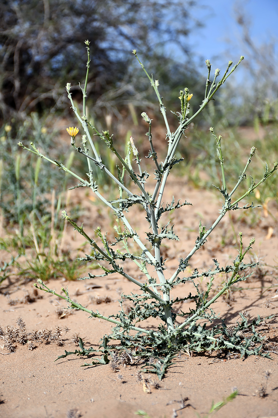 Image of Launaea mucronata specimen.