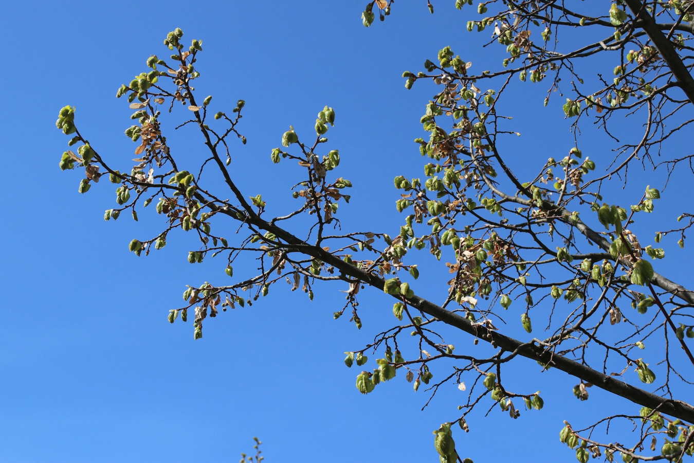 Image of genus Tilia specimen.