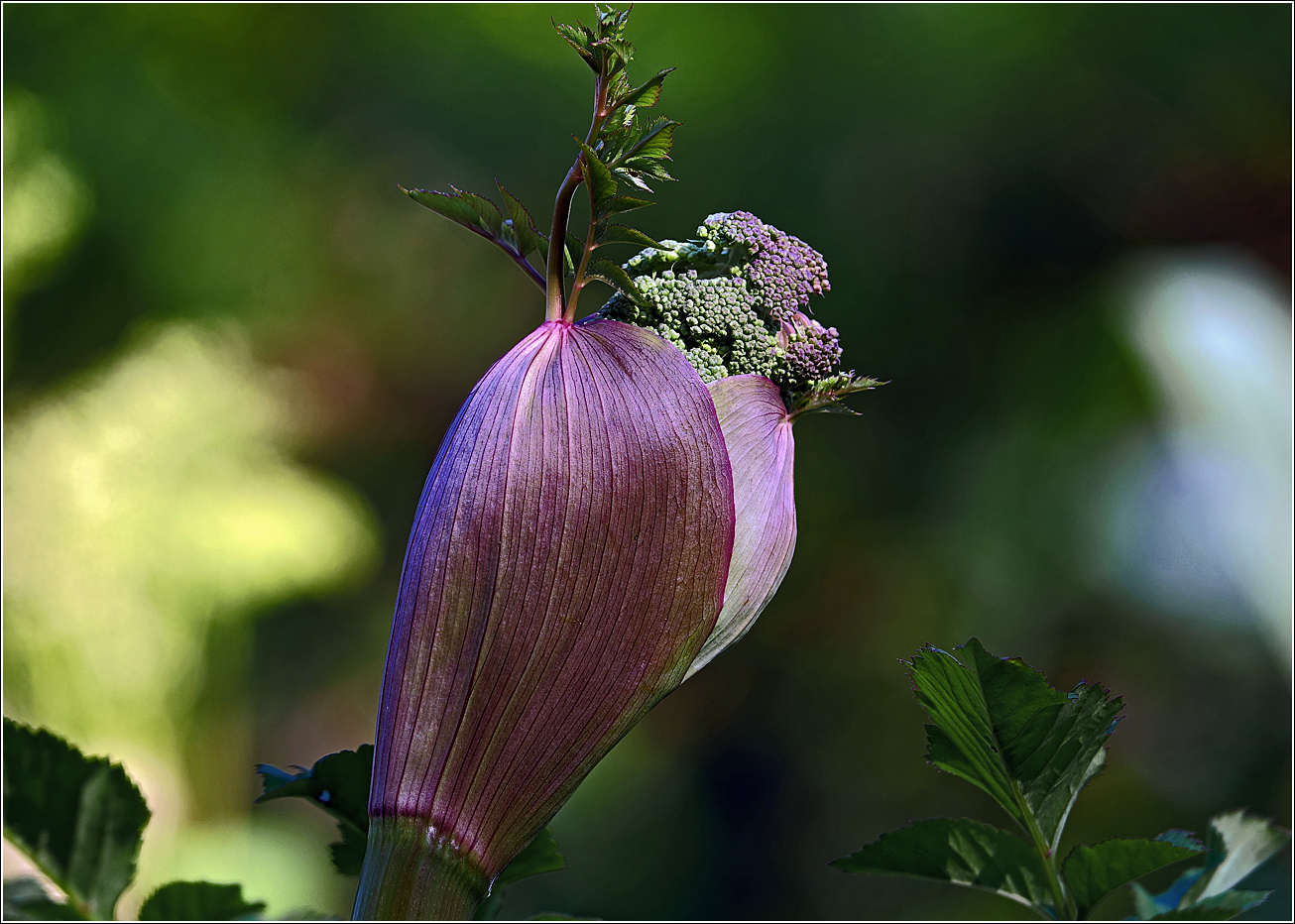 Image of Angelica sylvestris specimen.