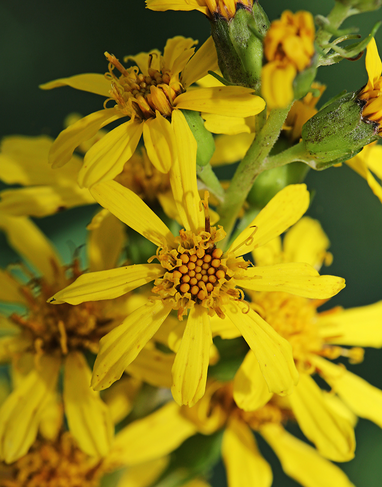 Image of Ligularia splendens specimen.