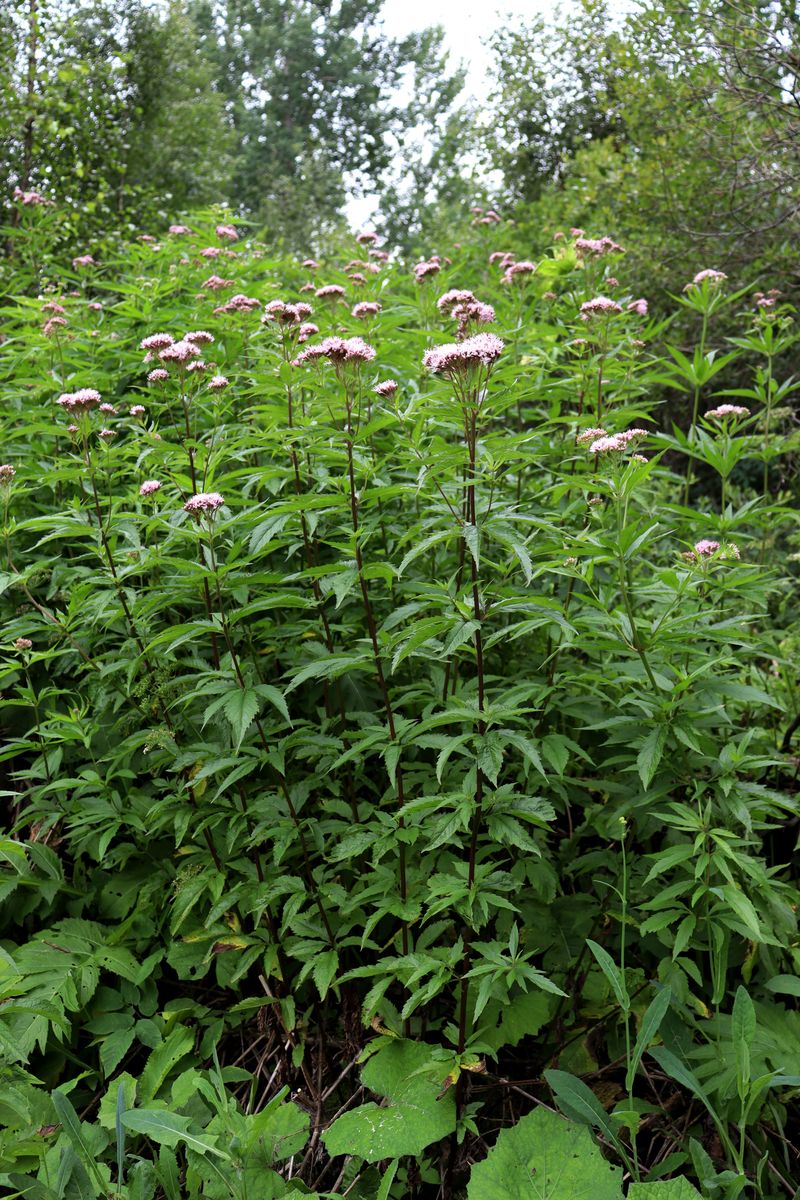 Image of Eupatorium cannabinum specimen.