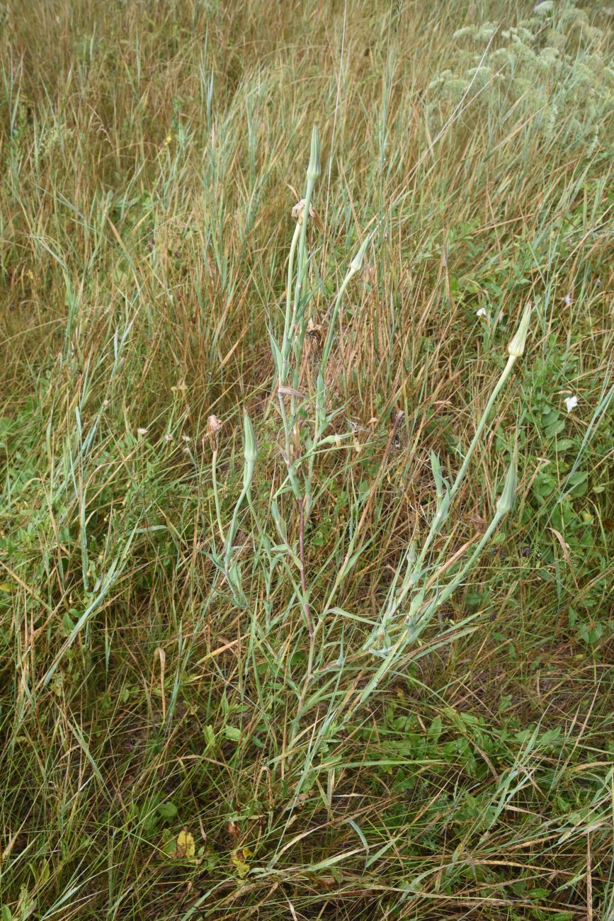 Image of Tragopogon dubius specimen.