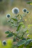 Echinops sphaerocephalus. Верхушка цветущего растения. Ростовская обл., Аксайский р-н, окр. хут. Александровка, степной склон. 24.07.2024.