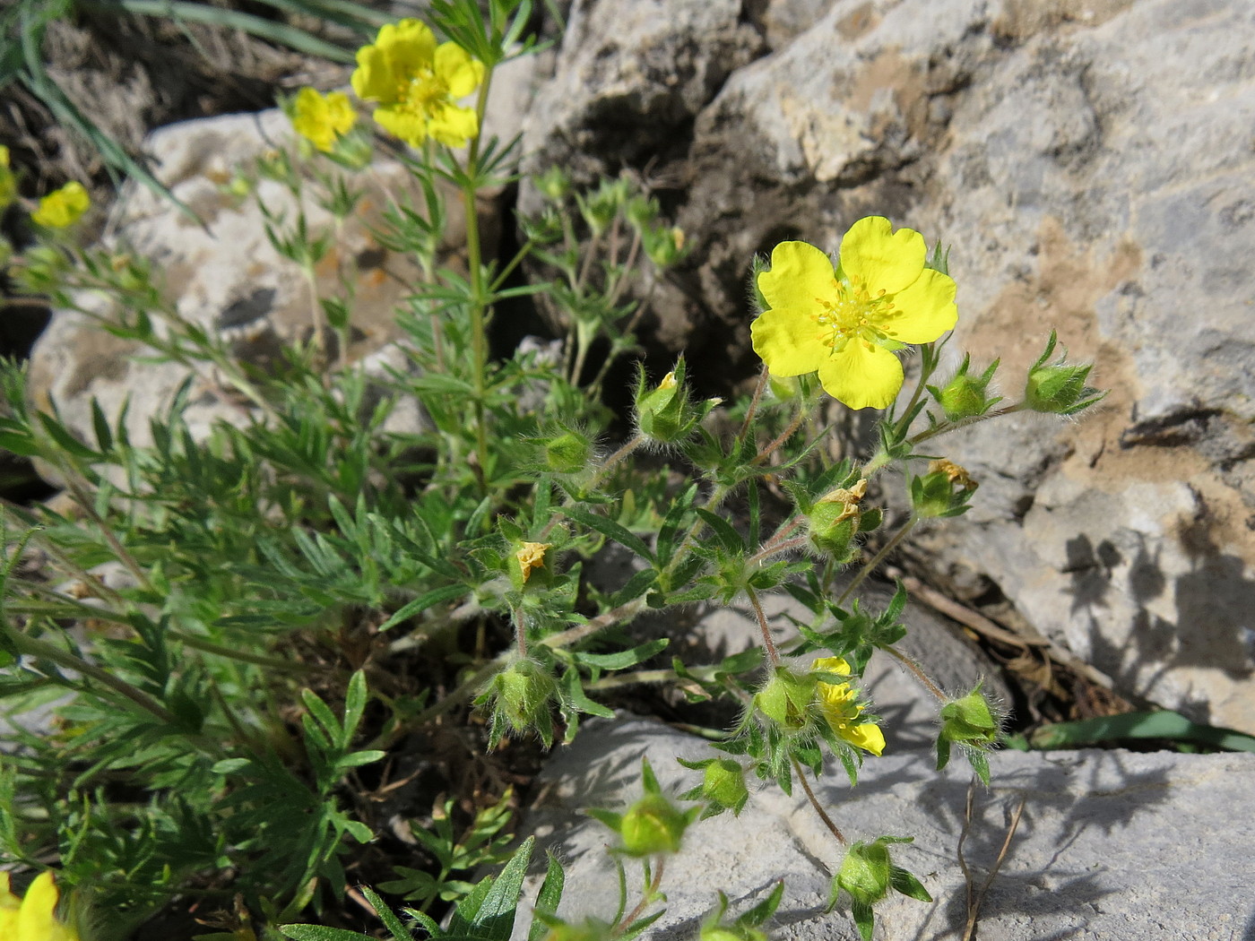 Image of Potentilla soongorica specimen.