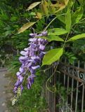 Wisteria sinensis. Соцветие и листьями с сидящим жуком. Абхазия, г. Сухум, частный сектор. 12.08.2024.