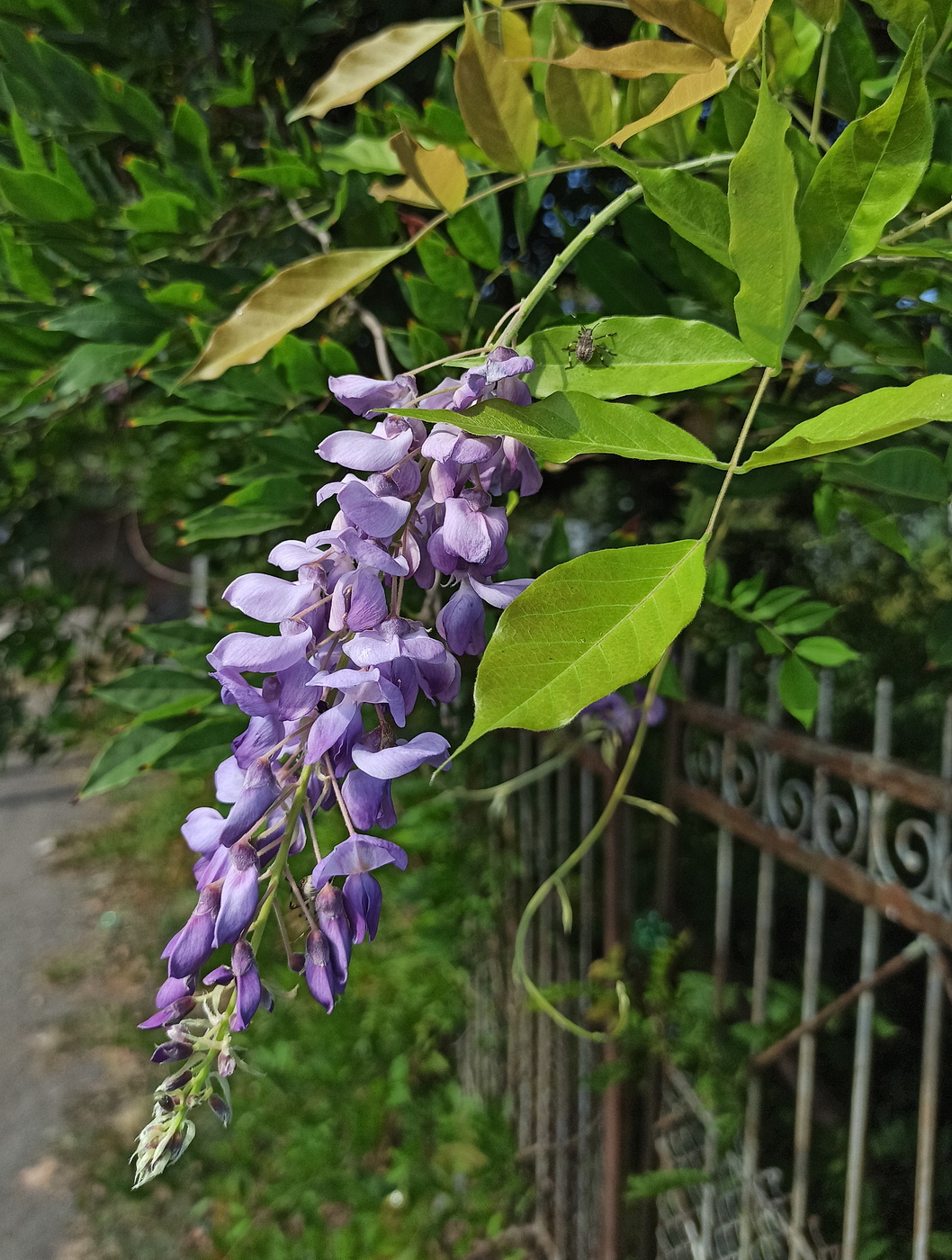 Image of Wisteria sinensis specimen.