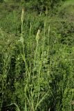 Tragopogon pratensis. Верхушка плодоносящего растения. Ленинградская обл., Лужский р-н, окр. дер. Кемка, пойма р. Луга, высокая грива, разнотравный луг. 13.06.2024.