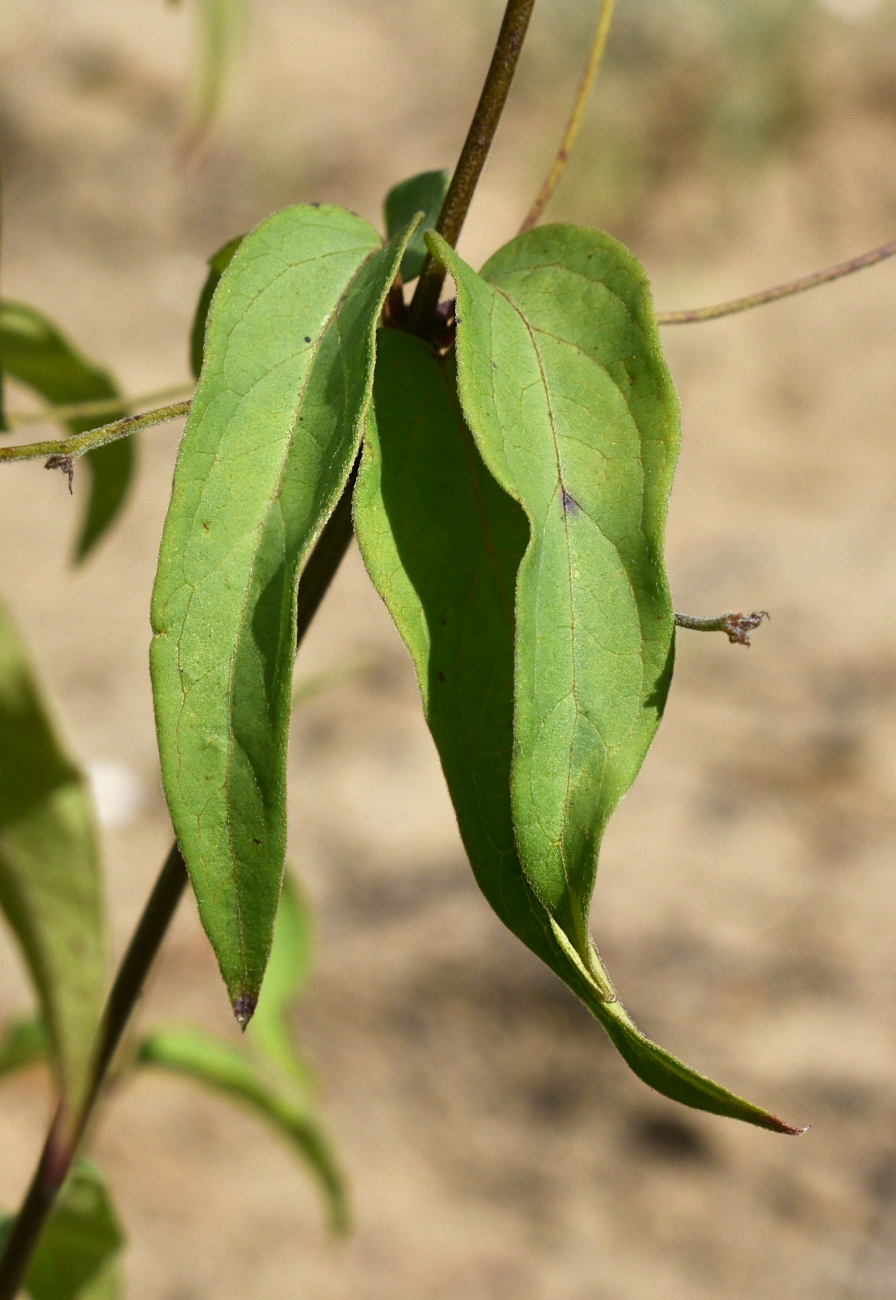 Image of Vincetoxicum hirundinaria specimen.