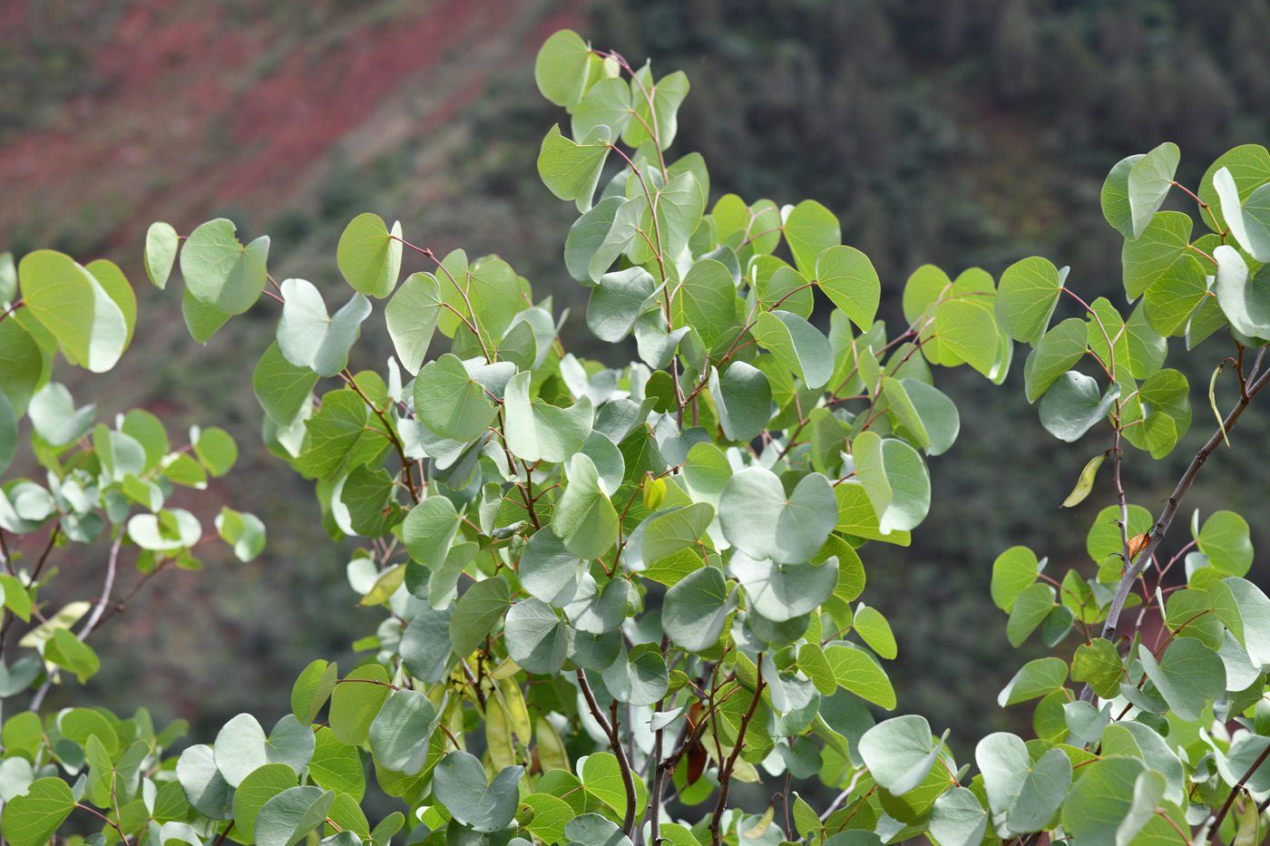 Image of Cercis griffithii specimen.