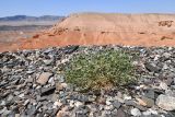 Zygophyllum rosowii. Отплодоносившее растение. Казахстан, Алматинская обл., горы Богуты, щебнистая россыпь накрывающая пестроцветный обрывистый склон. 24 июля 2024 г.