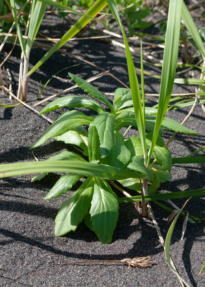 Image of Senecio pseudoarnica specimen.