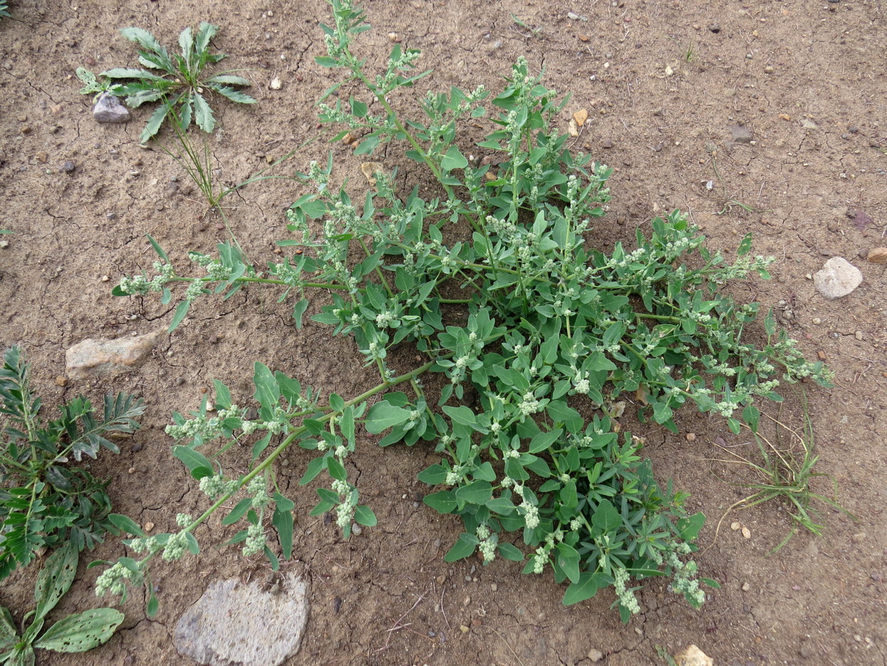 Изображение особи Chenopodium karoi.