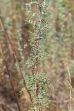 Artemisia pontica. Средняя часть растения. Ульяновская обл., Мелекесский р-н, дол. р. Ташёлка, остепнённый луг с участками засоления, выходящая к реке ложбина. 12.08.2023.