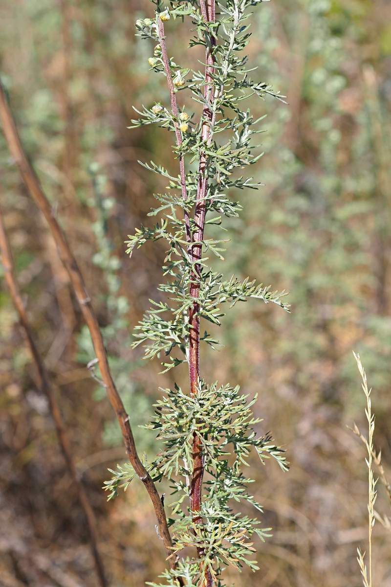 Image of Artemisia pontica specimen.