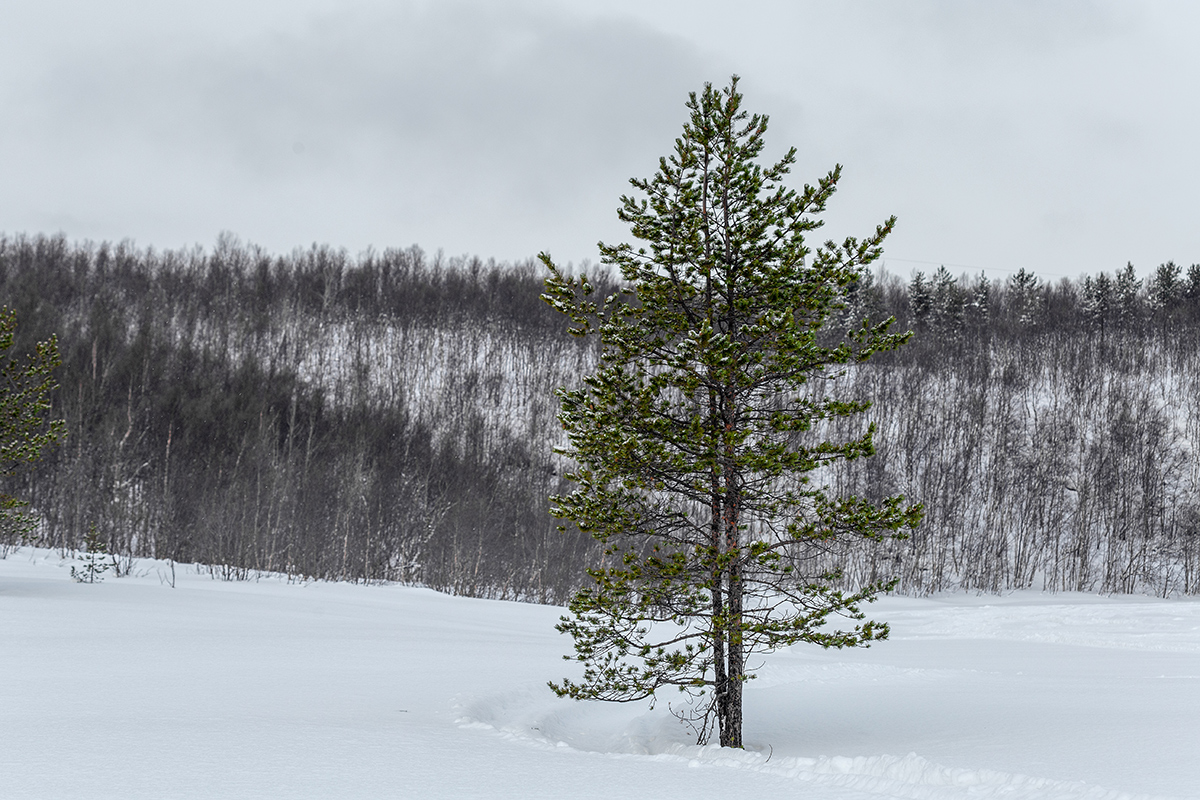 Image of Pinus friesiana specimen.