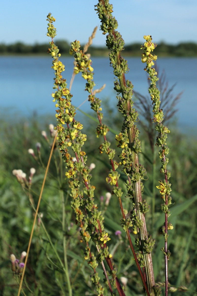 Image of Verbascum nigrum specimen.