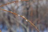 Salix phylicifolia. Побеги с просыпающимися почками. Мурманск, Октябрьский р-н, при входе в лес. 10.03.2025.