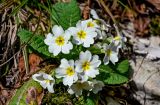 Primula vulgaris