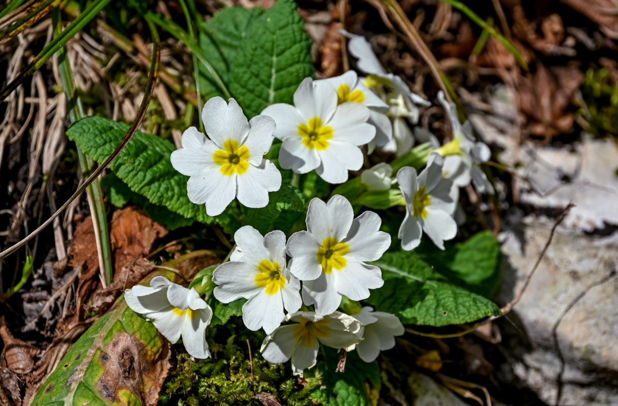 Image of Primula vulgaris specimen.