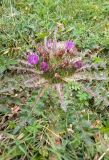 View full-size image Cirsium esculentum