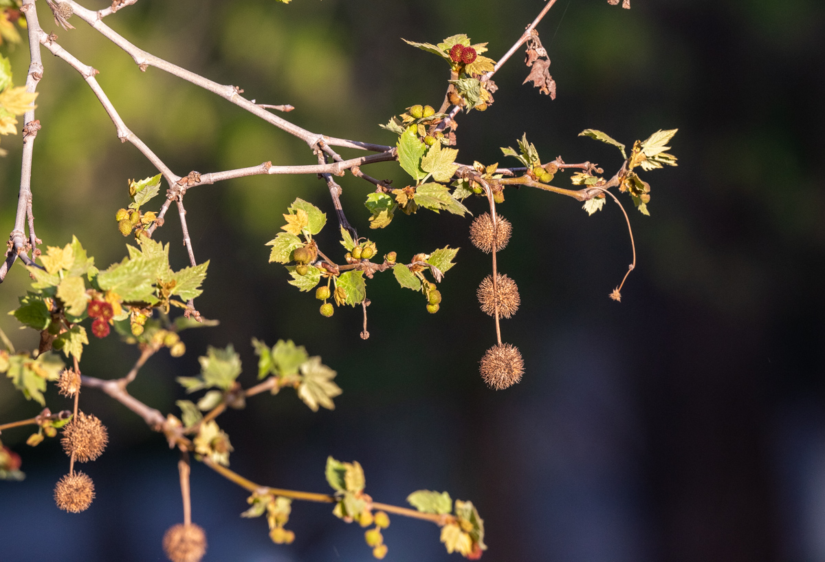 Image of Platanus × acerifolia specimen.