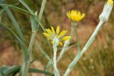Смотреть изображение род Tragopogon
