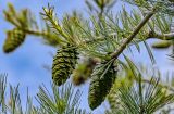 View full-size image Pinus armandii