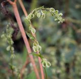 Смотреть изображение Fallopia dumetorum