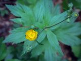 Смотреть изображение род Ranunculus