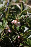 View full-size image Arctostaphylos uva-ursi