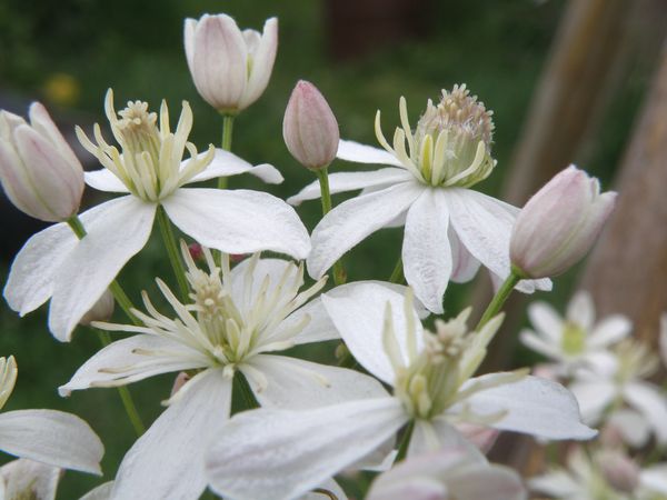 Изображение особи Clematis flammula.