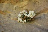 View full-size image Campanula armena