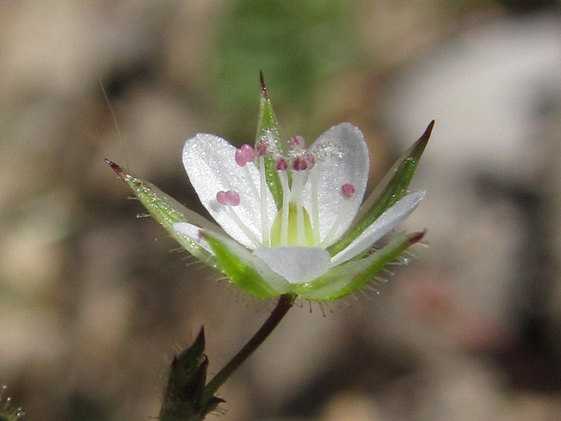 Изображение особи Minuartia hybrida.