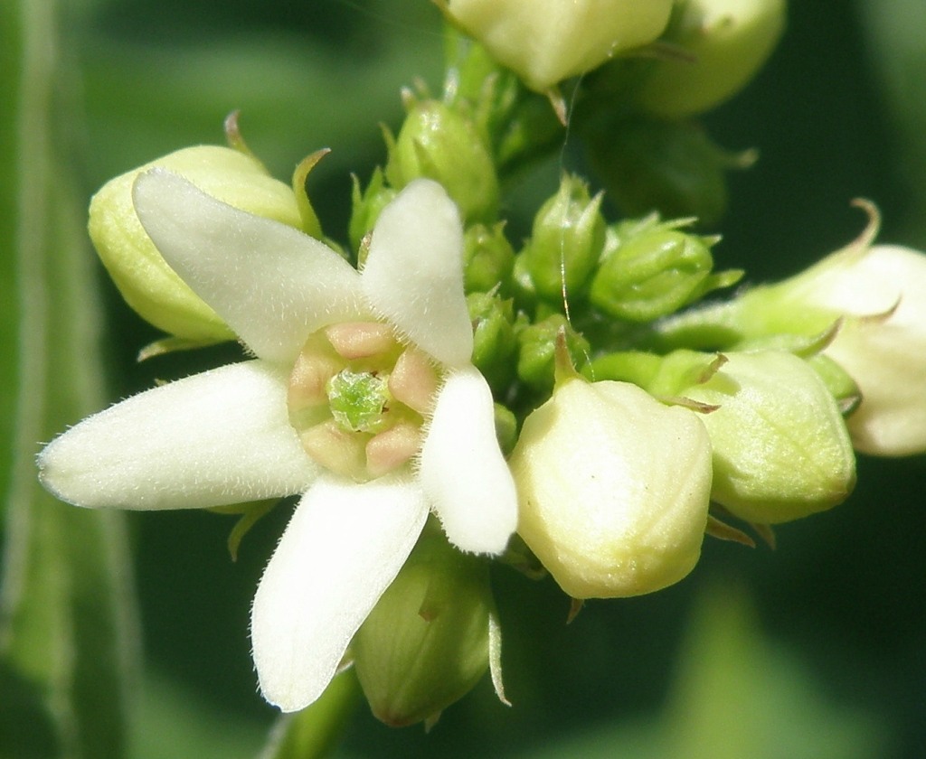 Image of Vincetoxicum albovianum specimen.