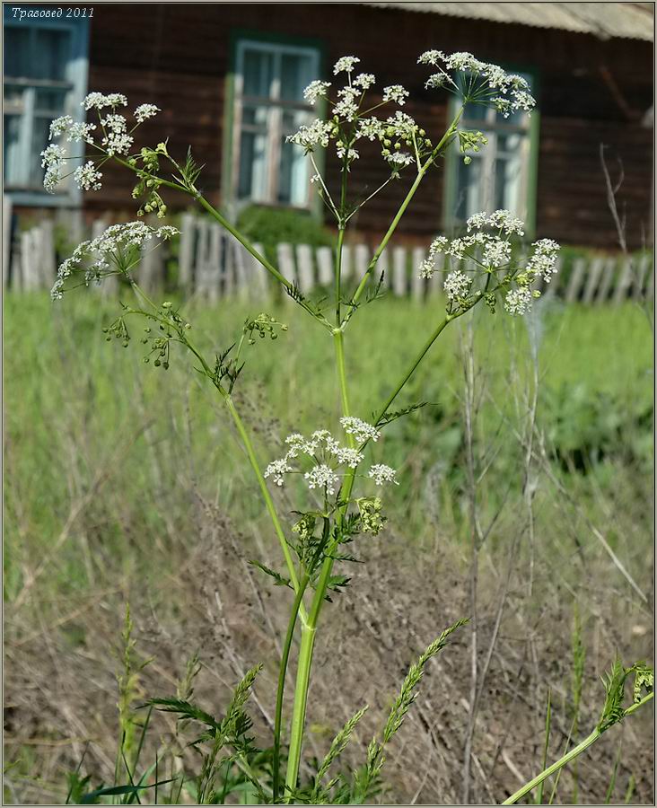 Изображение особи Anthriscus sylvestris.