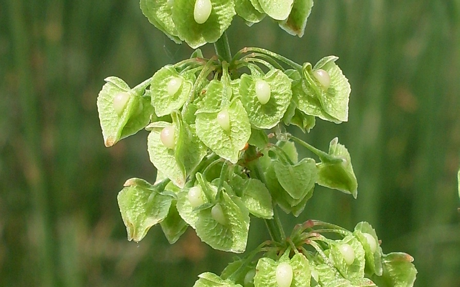 Image of Rumex crispus specimen.